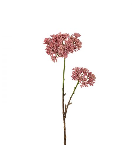 Sedum 50 cm