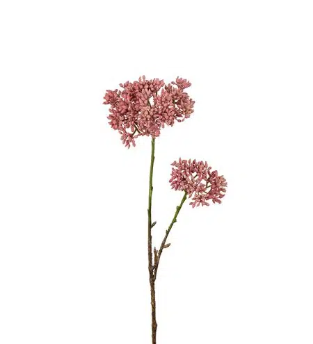 Sedum 50 cm