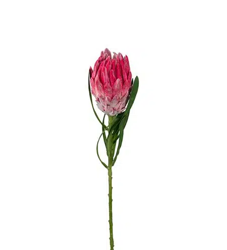 Protea Rosa 60 cm