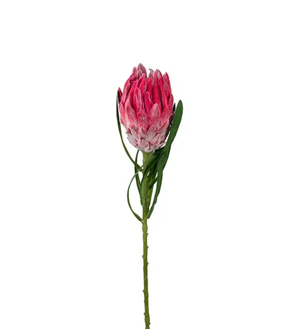 Protea Rosa 60 cm