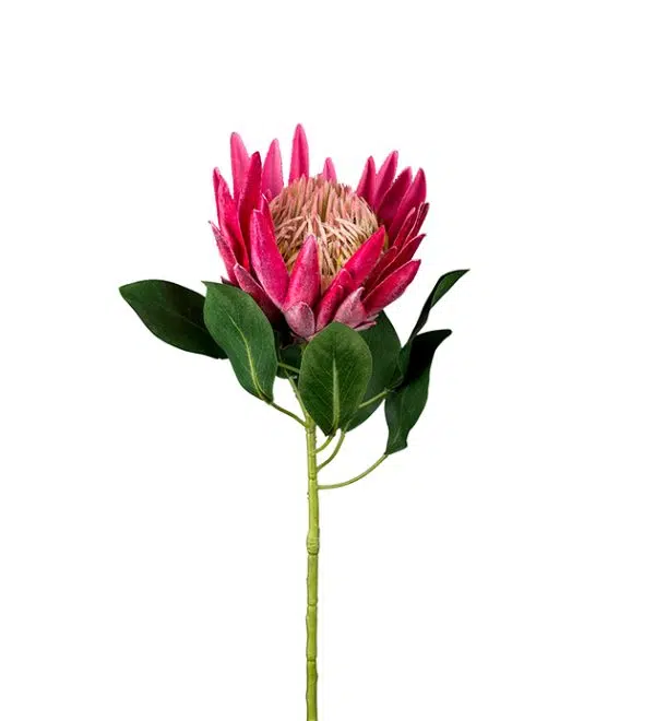 Protea Rosa 70 cm