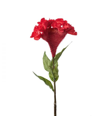 Celosia Röd 75 cm