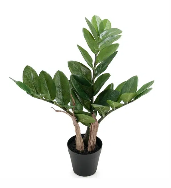 Zamifolia 45 cm