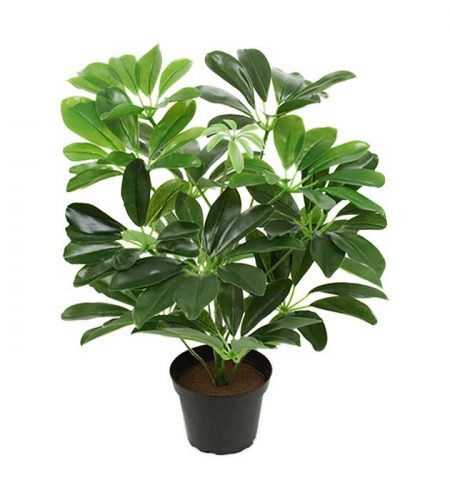 Schefflera 40 cm