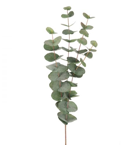 Eucalyptus 60 cm