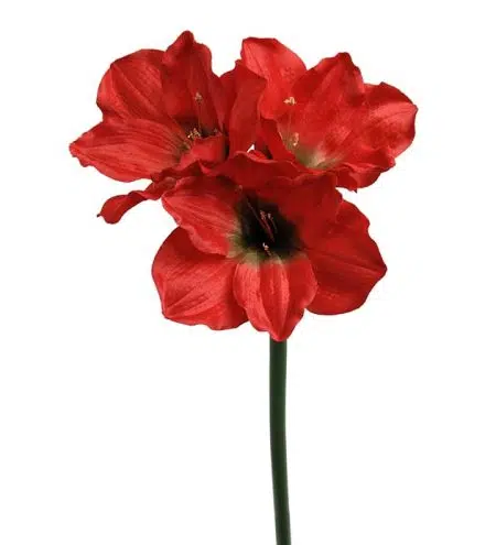 Amaryllis röd 65 cm